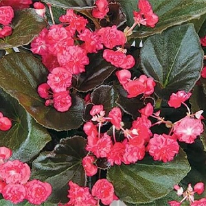 Begonia | Doublet® | Red Begonia | Doublet® | Red