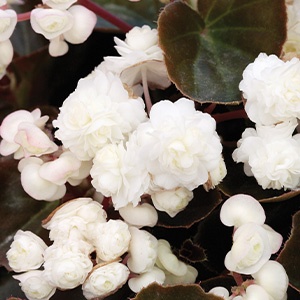 Begonia | Doublet® | White Begonia | Doublet® | White