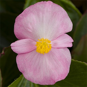 Begonia | Tophat™ | Pink Begonia | Tophat™ | Pink