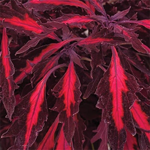 Coleus | FlameThrower | Adobo Pink Coleus | FlameThrower | Adobo Pink