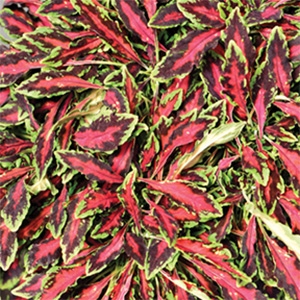 Coleus | FlameThrower | Spitfire Coleus | FlameThrower | Spitfire