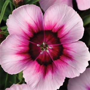 Dianthus | Coronet™ | White Lavender Eye Dianthus | Coronet™ | White Lavender Eye