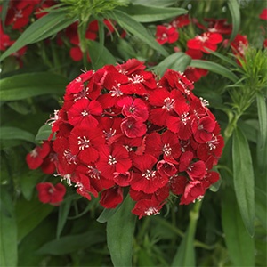 Dianthus | Dart | Scarlet Dianthus | Dart | Scarlet