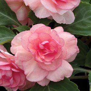 Double Impatiens | Glimmer | Pink Double Impatiens | Glimmer | Pink