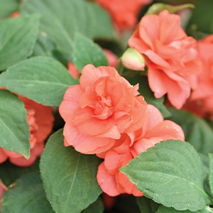 Double Impatiens | Glimmer | Salmon Improved Double Impatiens | Glimmer | Salmon Improved