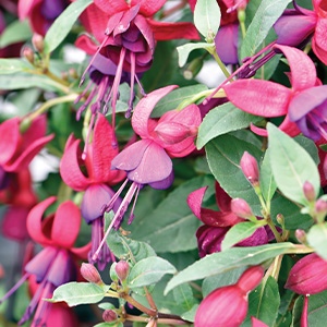 Fuchsia | Bella | Soila Fuchsia | Bella | Soila