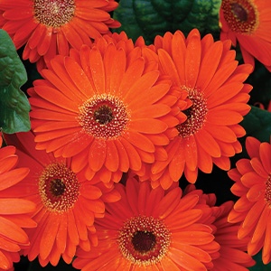 Gerbera | Floraline® Midi | Deep Orange Dk Eye Gerbera | Floraline® Midi | Deep Orange Dk Eye