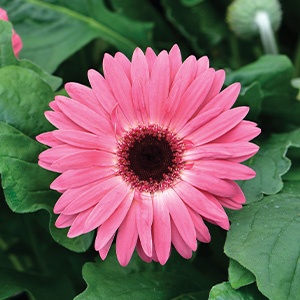 Gerbera | Floraline® Midi | Pink Splash Gerbera | Floraline® Midi | Pink Splash