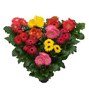 Gerbera | Floraline® Midi | Summer Mix Gerbera | Floraline® Midi | Summer Mix