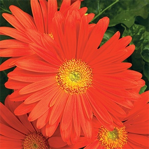 Gerbera | Jaguar™ | Deep Orange Gerbera | Jaguar™ | Deep Orange