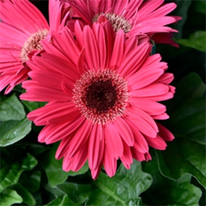 Gerbera | Jaguar™ | Rose Dark Center Gerbera | Jaguar™ | Rose Dark Center