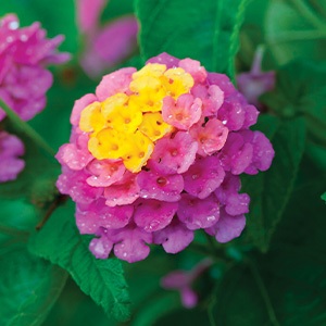 Lantana | Shamrock | Rose Gold Lantana | Shamrock | Rose Gold