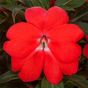 New Guinea | Spectra™ | Orange New Guinea | Spectra™ | Orange
