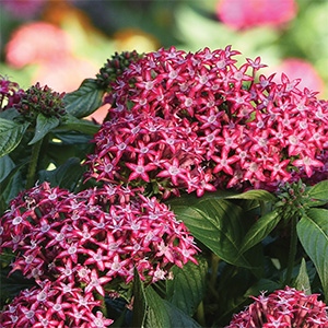 Pentas | Glitterati | Red Star Pentas | Glitterati | Red Star