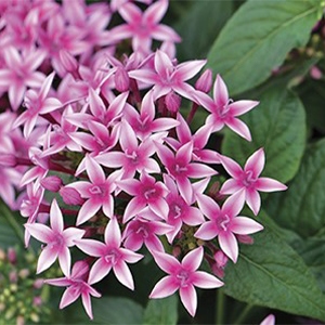 Pentas | Graffiti® | 20/20 Flirty Pink Pentas | Graffiti® | 20/20 Flirty Pink