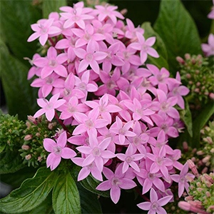 Pentas | Lucky® | Lavender Pentas | Lucky® | Lavender