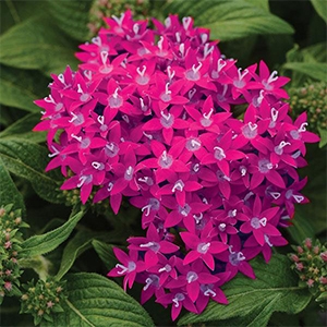 Pentas | Lucky® | Lipstick Pentas | Lucky® | Lipstick