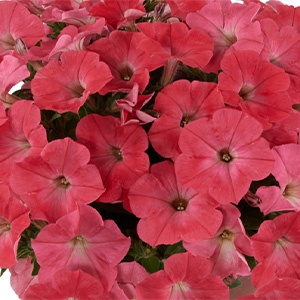 Petunia | Capella™ | Coral Petunia | Capella™ | Coral