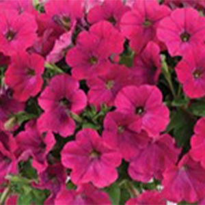 Petunia | Capella™ | Neon Pink Petunia | Capella™ | Neon Pink