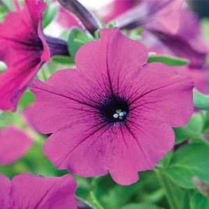 Petunia | Capella™ | Purple Petunia | Capella™ | Purple