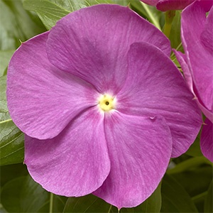 Vinca | Cora® XDR | Orchid Vinca | Cora® XDR | Orchid