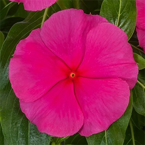 Vinca | Cora® XDR | Rose Punch Vinca | Cora® XDR | Rose Punch