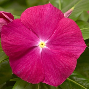 Vinca | Cora® XDR | Cranberry Vinca | Cora® XDR | Cranberry