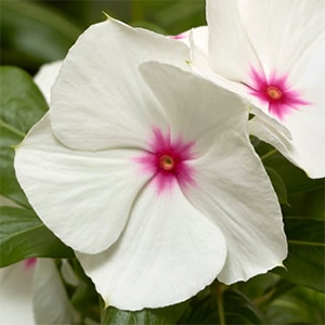 Vinca | Cora® XDR | Polka Dot Vinca | Cora® XDR | Polka Dot