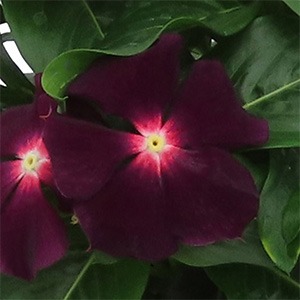 Vinca | Nirvana XDR | Blackberry Vinca | Nirvana XDR | Blackberry