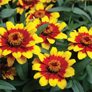 Zinnia | Profusion | Yellow Red Bicolor Zinnia | Profusion | Yellow Red Bicolor