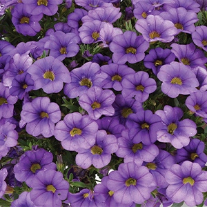 Calibrachoa | Colibri™ | Dark Lavender