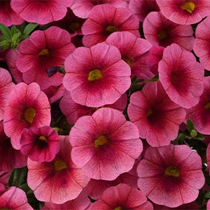Calibrachoa | Colibri™ | Malibu Pink