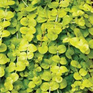 Lysimachia | Creeping Jenny