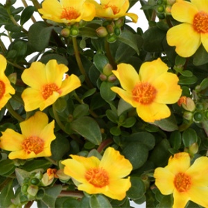 Purslane | Pazzaz™ | Yellow Twist