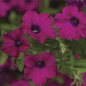 Petunia | Itsy™ | Magenta