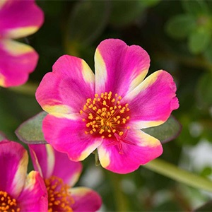 Purslane | Campino | Twist Pink