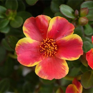 Purslane | Campino | Twist Red