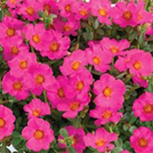 Purslane | Pazzaz™ | Nano Purple